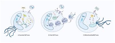 The emerging role of neutrophil extracellular traps in the progression of rheumatoid arthritis